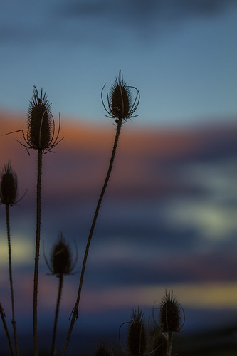 autumn sunset plant flower macro nature silhouette canon landscape virginia bokeh fallcolors seedhead harrisonburg easternsky dipsacuslaciniatus cutleavedteasel erinnshirley