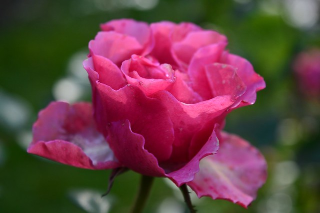pink Rose - Rosa