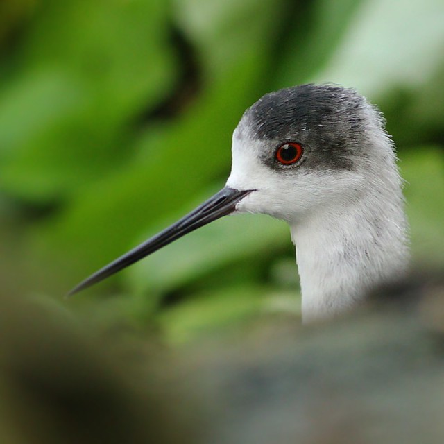 Playing Peekaboo with a Black-winged Stilt.