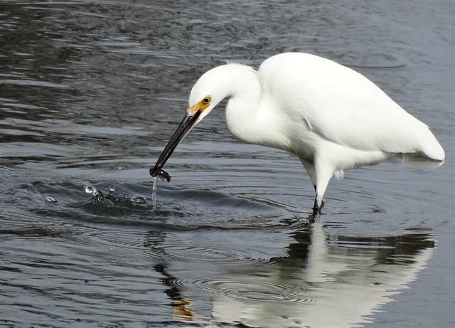 Snowy Egret Catching a Meal