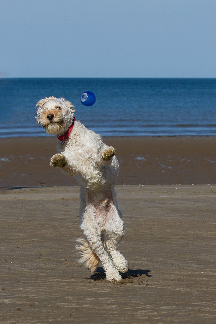 Turbo's beach antics - a header!
