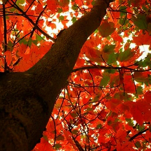 autumn red tree fall nature leaves season landscape colorful branches maine fallfoliage uploaded:by=instagram