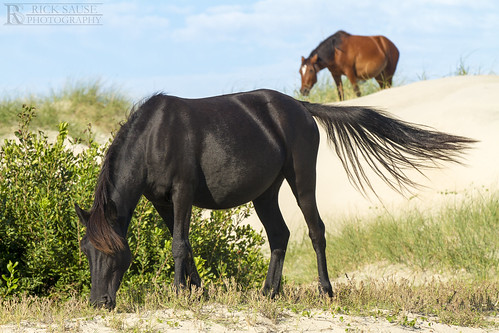 ocean wild horses horse brown white black beach nature animal animals landscape photography photo sand eating dune north rick bank eat photograph land carolina outer scape majestic grazing banks obx graze sause ricksausephotography