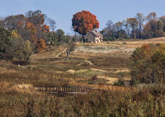 Fall Meadow