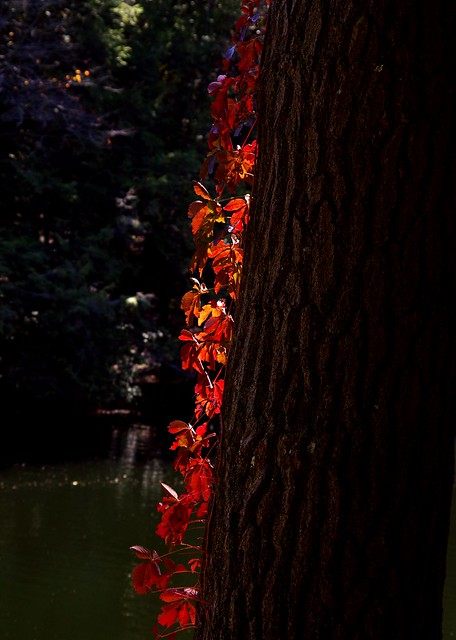 Fall at Burr Pond