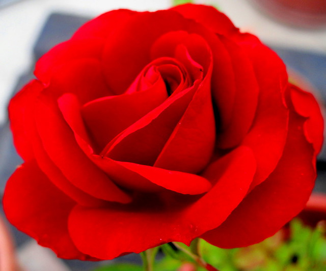 My beautiful Rosa, your playful petals ..