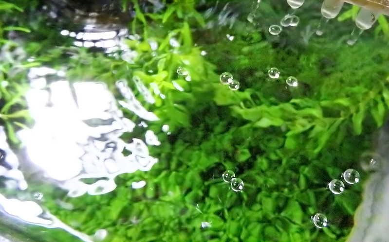 水上葉 水中葉 キューバパールグラス 越冬