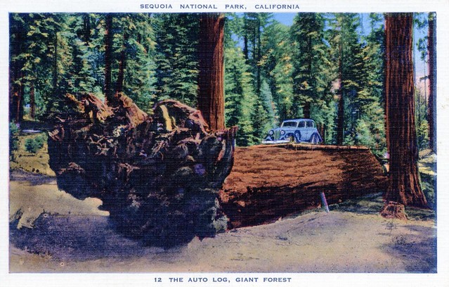 Auto Log Sequoia National Park CA