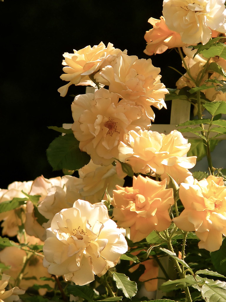 Tumbling Roses Tumbling Roses | the golden autumn roses that grow 6 feet ta… | Flickr