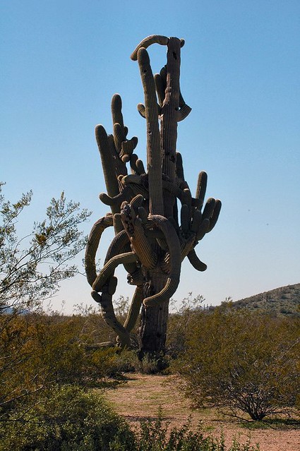Cactus0079