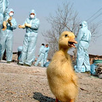 Quacky the Toxic Duckling