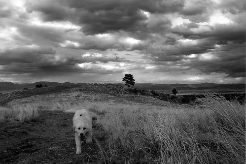 sky blackandwhite bw pet clouds goldenretriever puppy landscape hobbes ©tylerknottgregson
