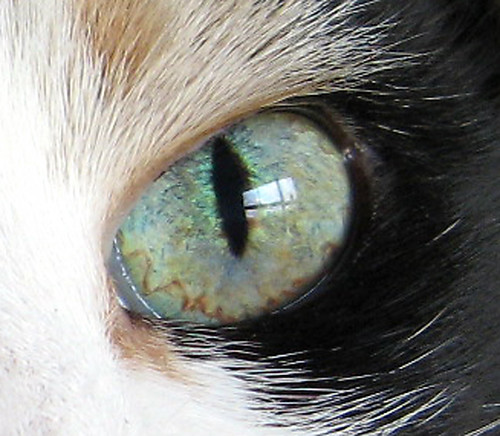 Close up of a cats eye, I thought those squiggles around the edge