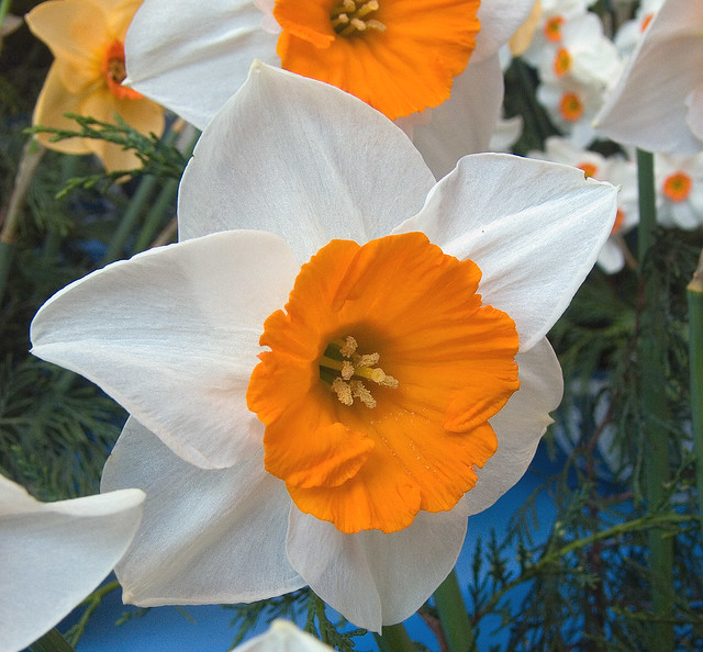 Orange/White Show Flower