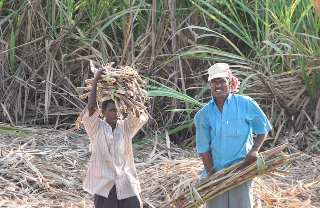 Sugarcane harvest on the road between Madurai and Periyar - IMG 1517 e