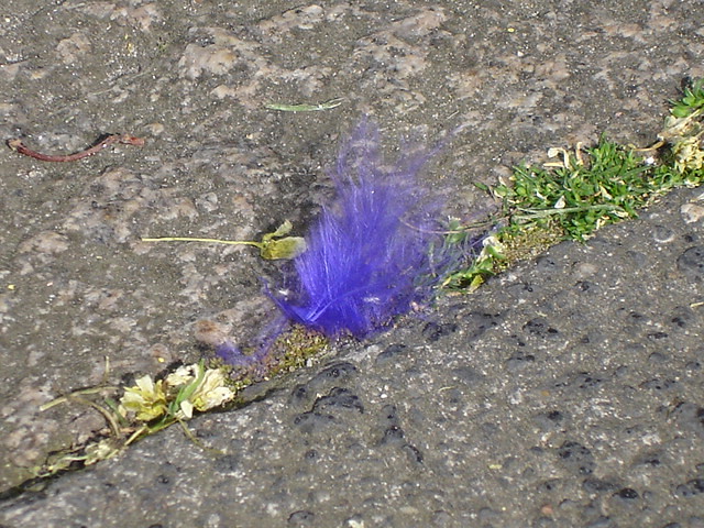 feather-blues/ purple