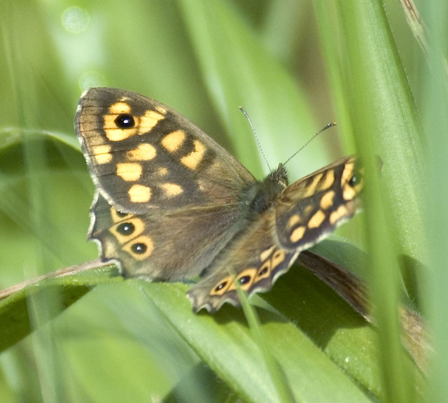 Speckled Wood