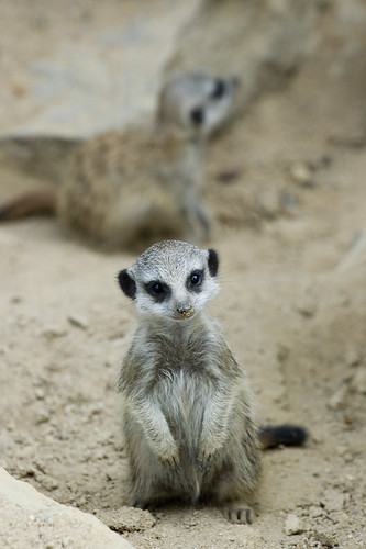 young meerkat | by iPhotograph