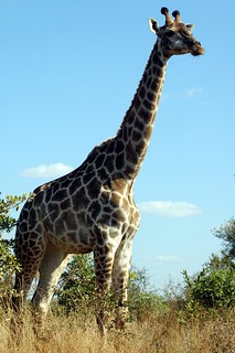 Giraffe near Satara | by SouthAfricaLogue.com