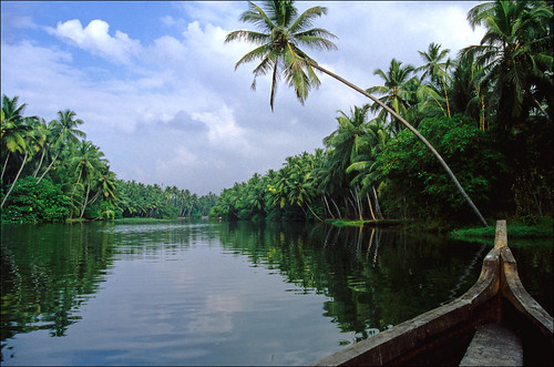 trees india green palms geotagged interestingness slide kerala palm explore palmtrees transparency getty 10k 100k backwaters 5k backwater 1k 50k 3k 2k 25k godsowncountry flickrfly ronlayters geo:lat=843632 geo:lon=769557 slidefilmthenscanned 75k