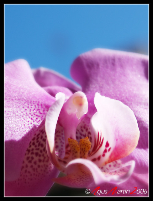 Orquídea - Orchid