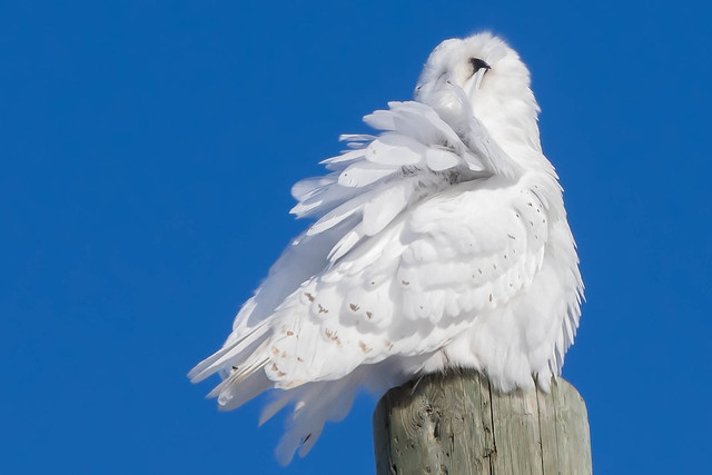 A relaxed snowy owl