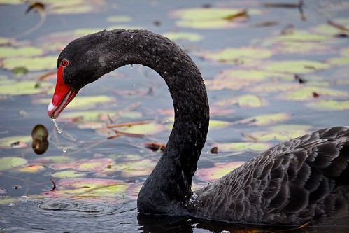 Black swan, the Lakes, USC Sippy Downs