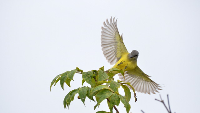 2014-10-22 Tropical Kingbird (7)
