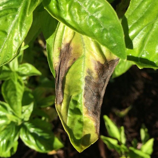 Basil (Ocimum basilicum): Downy mildew, caused by Peronospora belbahrii