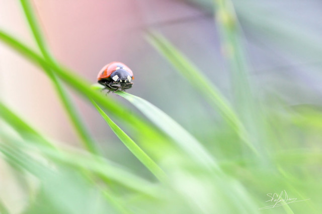 Delicate ladybug