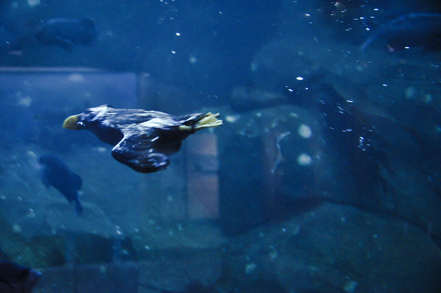 Tufted Puffin, Flying through Water