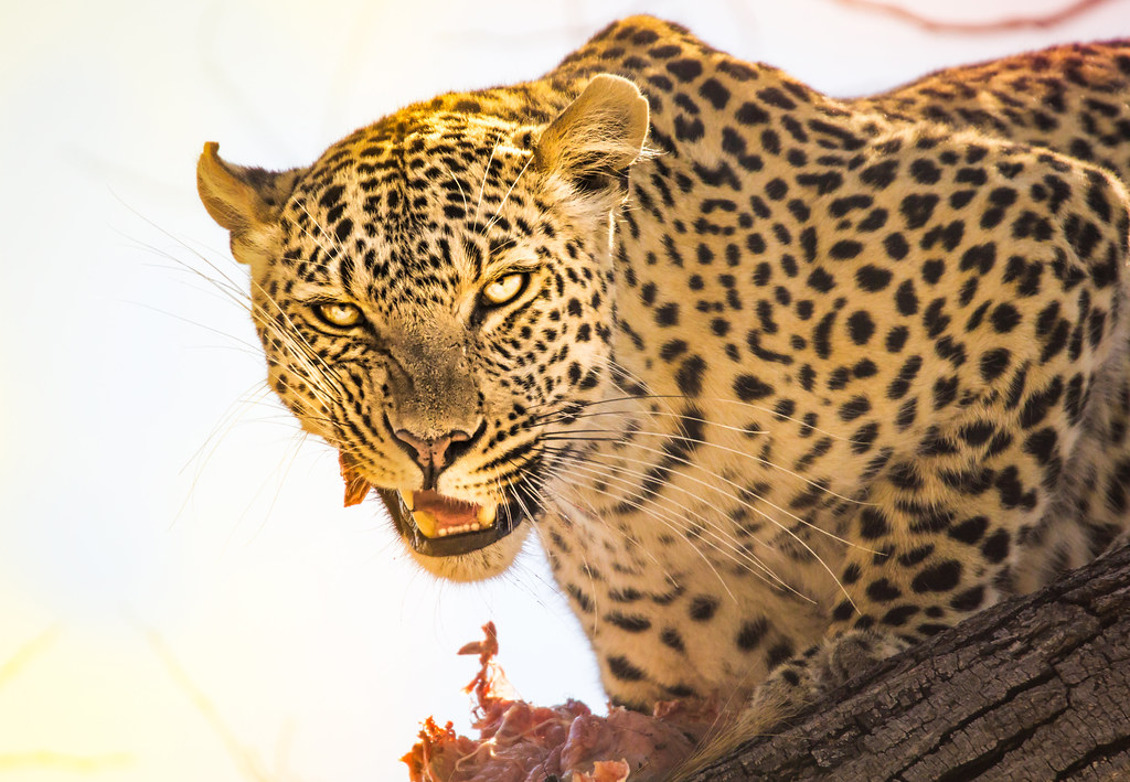 Fresh Kill In the Trees of Botswana - We tracked leopards fo… - Flickr