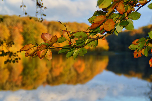 autumn trees orange fall water leaves reflections denmark landscapes woods nikon lakes mirrorimage scandinavia forests d3200