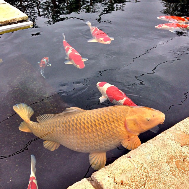 World'S Largest Most Expensive Koi Fish!, 40% Off