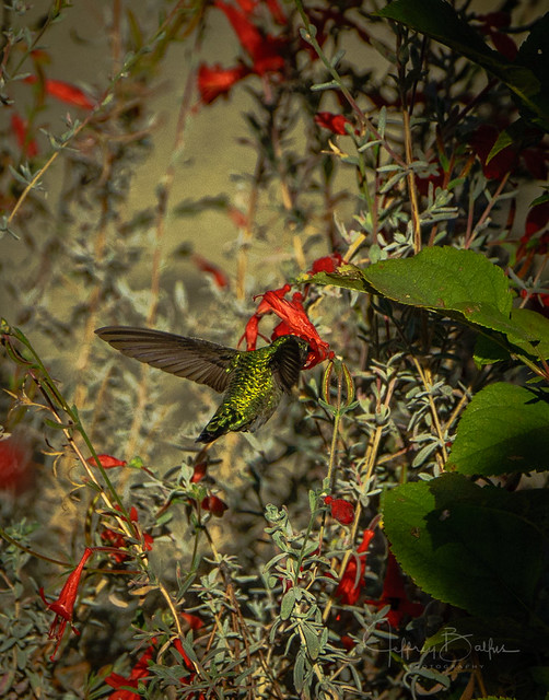 Hummingbirds-1638