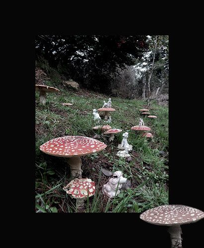 poodleland mushrooms iphone hipstamatic fortunacalifornia thebackoftheorchard