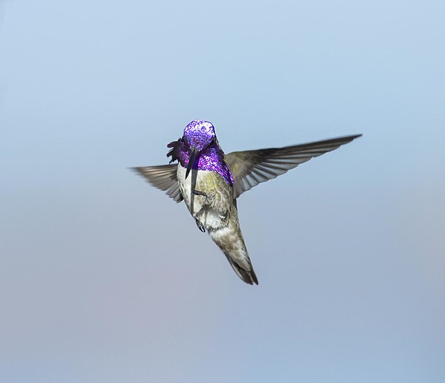 costa's hummingbird