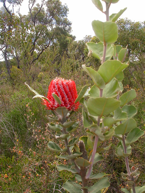 375 Banksia coccinea, Stirling Range National Park, Western Australia