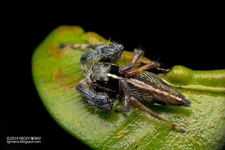 Jumping Spider (Pancorius sp.) - DSC_5452