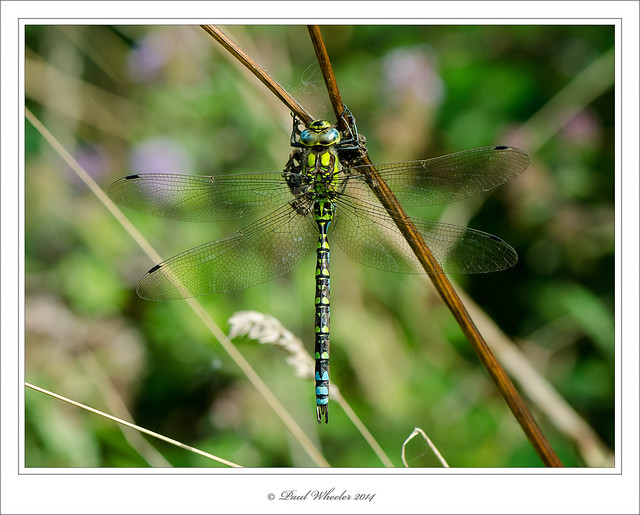 Resting Southern Hawker