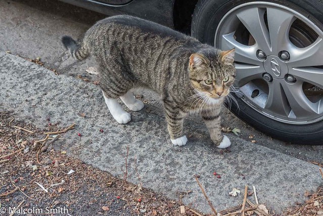 Willow Street Cat