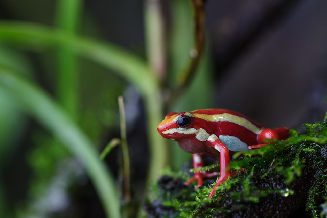 Phantasmal Poison Dart-frog