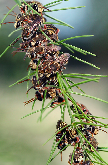 Halictid Bees (male) roosting together (Nomia swainsonia)