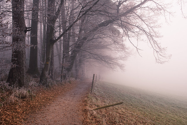 Foggy pathway