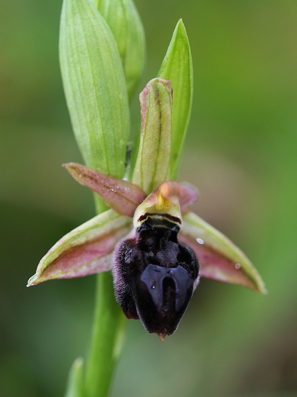20160323-148F | Gottfrieds Ragwurz (Ophrys ferrum-equinum subsp. gottfriediana). Zakynthos, 23.03.2016