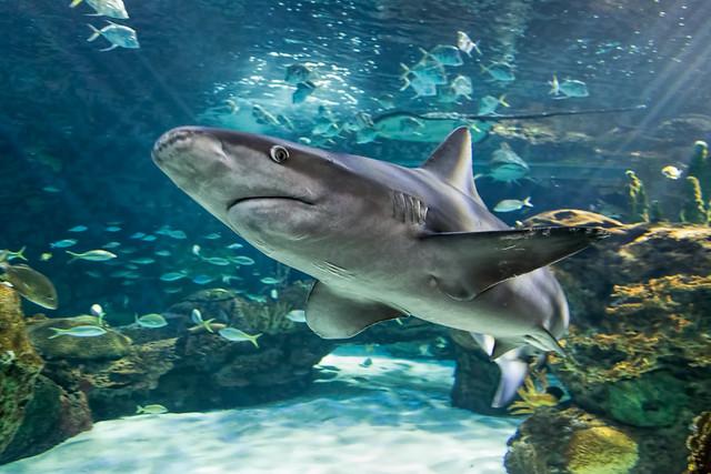 Ripley's Aquarium - Shark