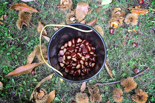 Bucket 'o nuts | by chadkoh
