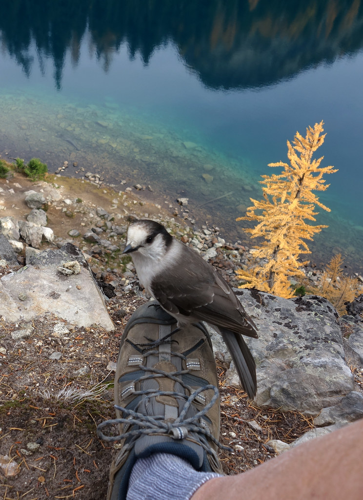 Blue Lake 2014 013 | Insistent Camp Robber (Gray Jay) | Barry Brower ...