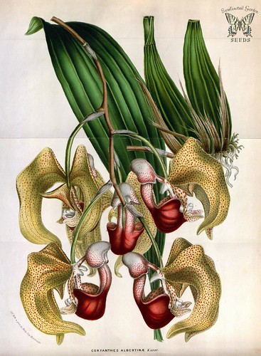 Albert's Coryanthes. Coryanthes albertinae. Houtte, L. van… | Flickr