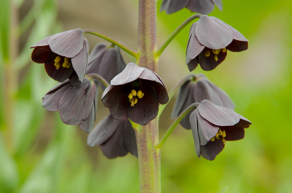 Fritillaria Persica Persikakrone Persian Lily Black Pers Flickr